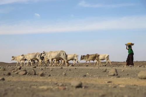 Ljósmynd frá Sómalíu: WFP/Michael Tewelde